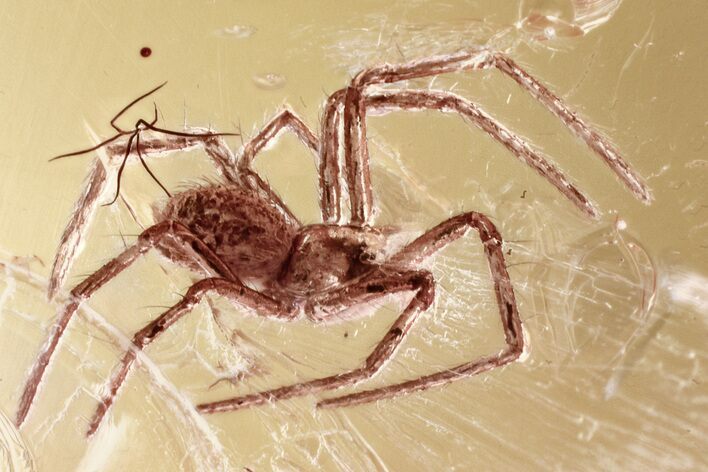 Detailed Fossil Spider (Araneae) In Baltic Amber #346653